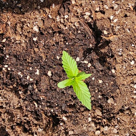 Membrana growlog timeline photo