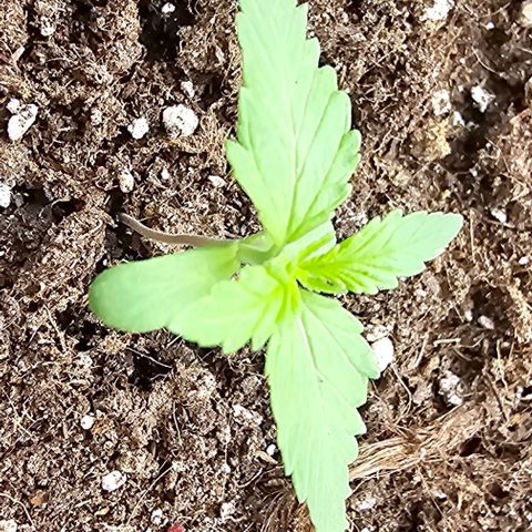 Membrana growlog timeline photo