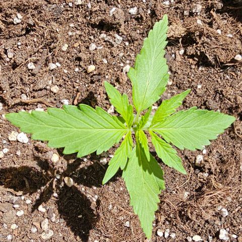 Membrana growlog timeline photo