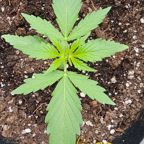 Membrana growlog timeline photo