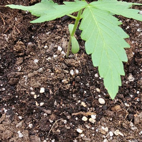 Membrana growlog timeline photo