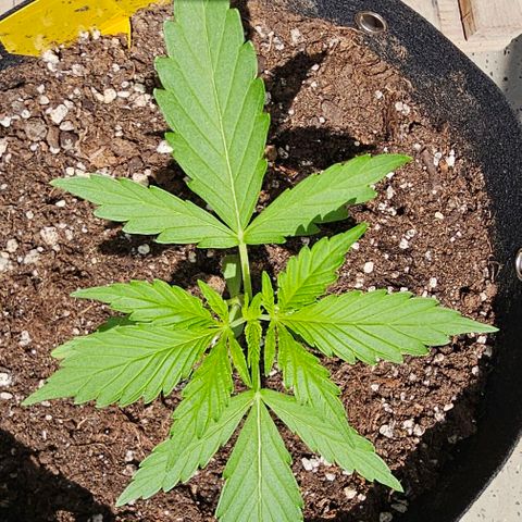 Membrana growlog timeline photo