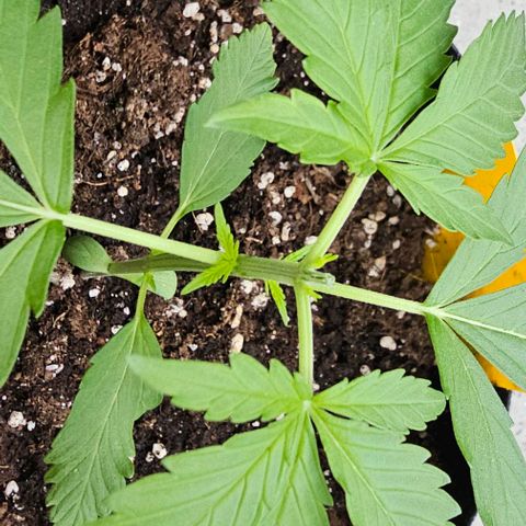 Membrana growlog timeline photo