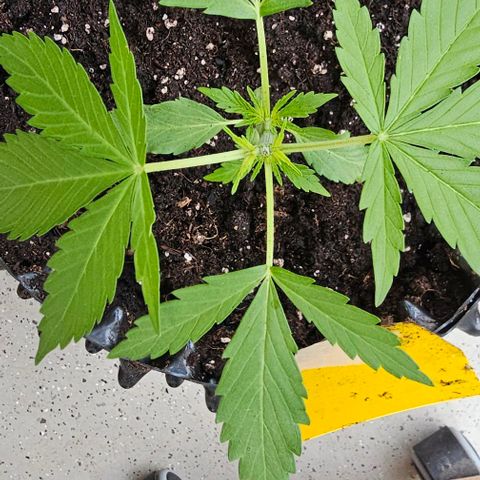 Membrana growlog timeline photo