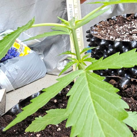Membrana growlog timeline photo