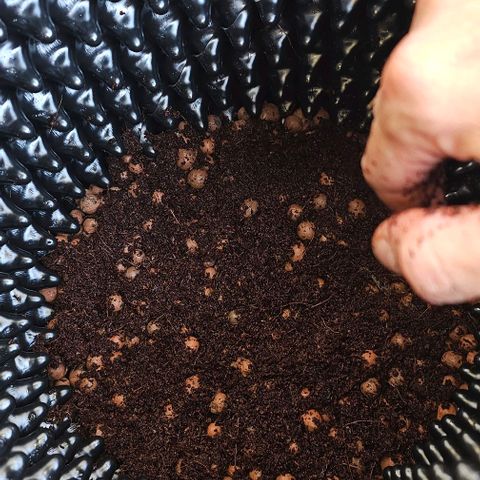 Membrana growlog timeline photo