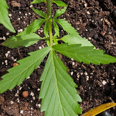 Membrana growlog timeline photo
