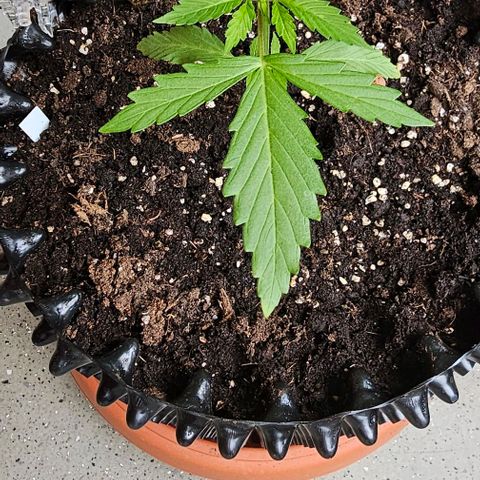 Membrana growlog timeline photo