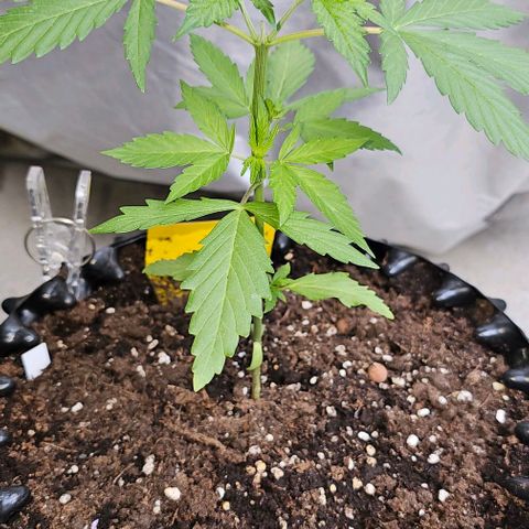 Membrana growlog timeline photo
