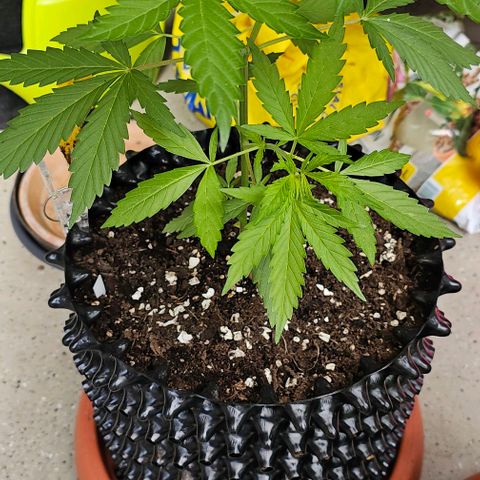 Membrana growlog timeline photo