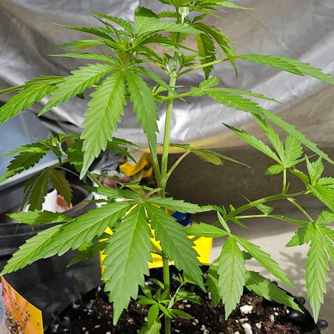 Membrana growlog timeline photo
