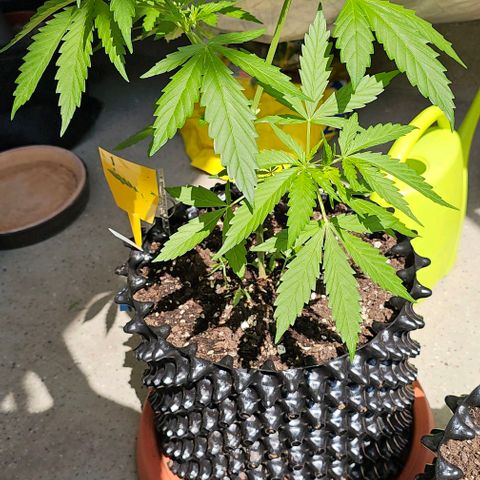 Membrana growlog timeline photo