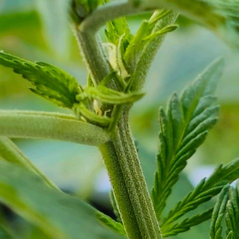 Membrana growlog timeline photo