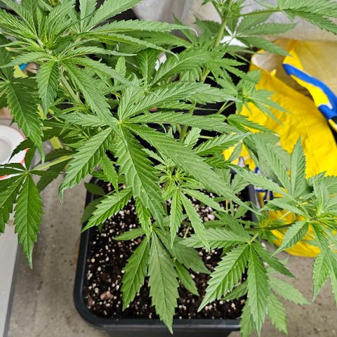 Membrana growlog timeline photo