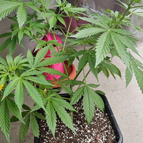Membrana growlog timeline photo