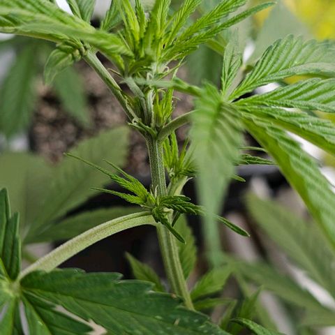 Membrana growlog timeline photo