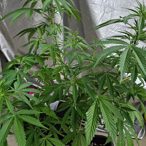 Membrana growlog timeline photo