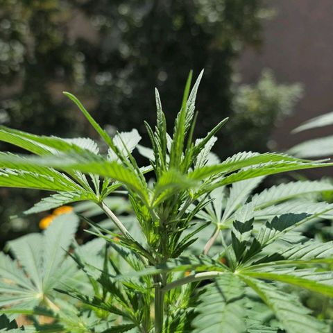 Membrana growlog photo: Vorblüte und Streckphase