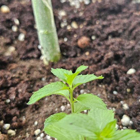 Membrana growlog timeline photo
