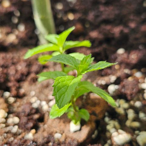 Membrana growlog timeline photo