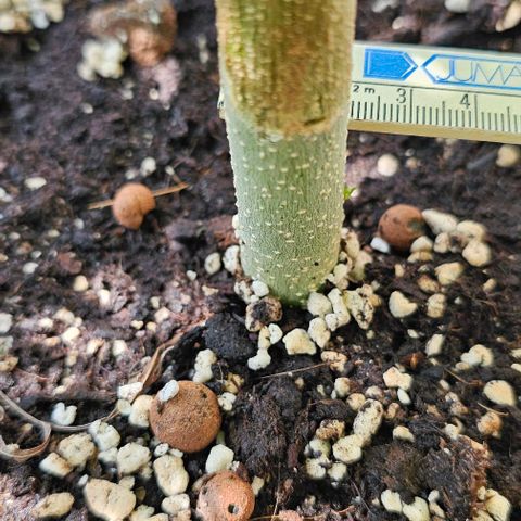 Membrana growlog timeline photo