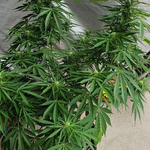 Membrana growlog timeline photo