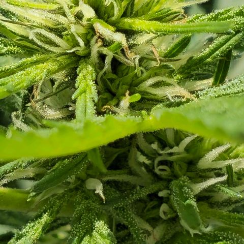 Membrana growlog timeline photo