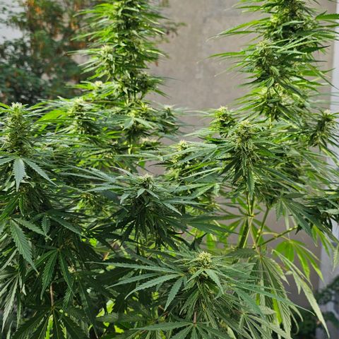 Membrana growlog timeline photo