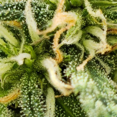 Membrana growlog timeline photo