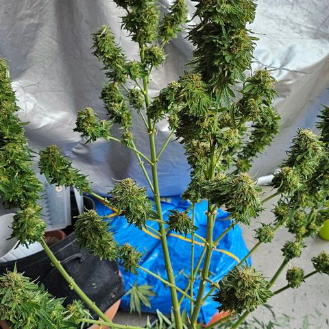 Membrana growlog timeline photo