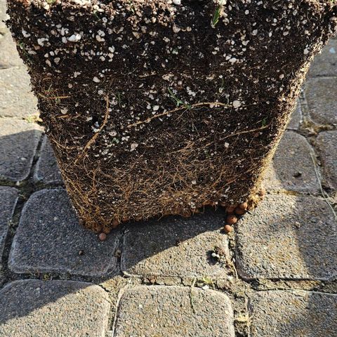 Membrana growlog timeline photo