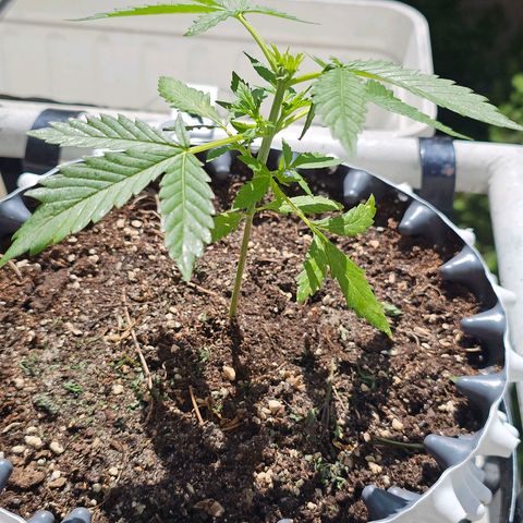 Johanna growlog photo: Topping gut überstanden 