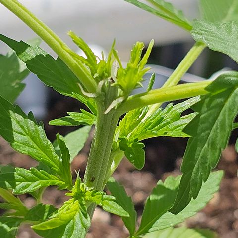 Johanna growlog timeline photo