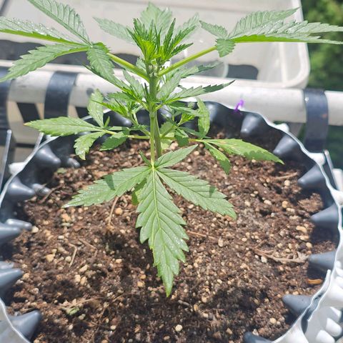 Johanna growlog timeline photo