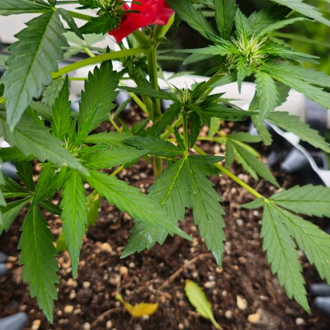 Johanna growlog timeline photo