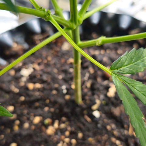 Johanna growlog timeline photo