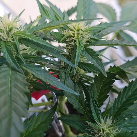 Johanna growlog timeline photo