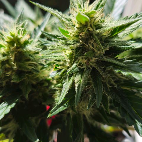 Johanna growlog timeline photo