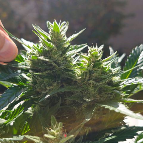 Johanna growlog timeline photo