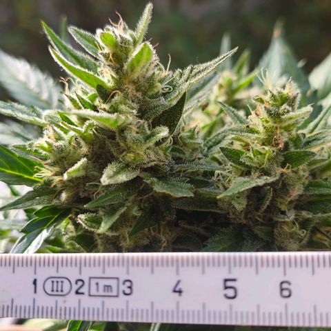 Johanna growlog timeline photo