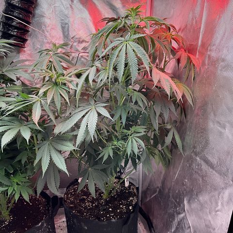 OG Kush x1 Thrist Trap x2 growlog photo: Thirst trap