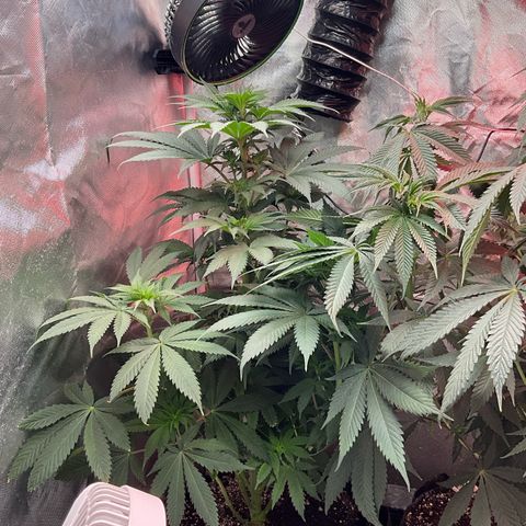 OG Kush x1 Thrist Trap x2 growlog photo: Thirst trap 2
