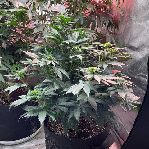 OG Kush x1 Thrist Trap x2 growlog photo: OG kush