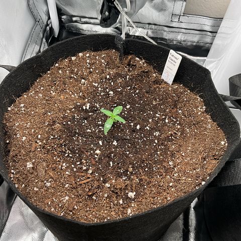 Dante’s Inferno x Tahoe OG growlog photo: 5312501- approx 12 hours after transplanting to coco and 3 gallon fabric pot