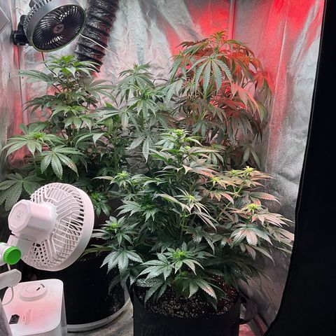 OG Kush x1 Thrist Trap x2 growlog photo: All 3 girls!