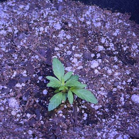 OG Kush x1 Thrist Trap x2 growlog timeline photo