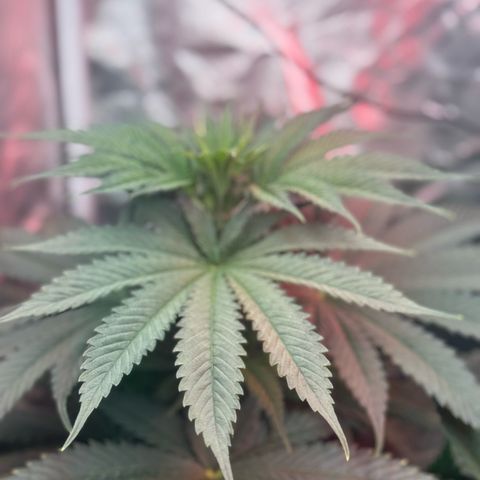 OG Kush x1 Thrist Trap x2 growlog photo: Uploads from the start of the grow