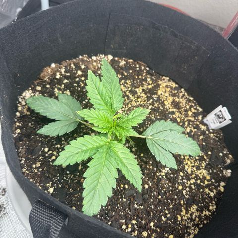 OG Kush x1 Thrist Trap x2 growlog photo: Uploads from the start of the grow