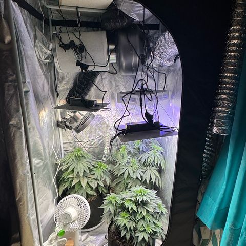 OG Kush x1 Thrist Trap x2 growlog photo: Uploads from the start of the grow