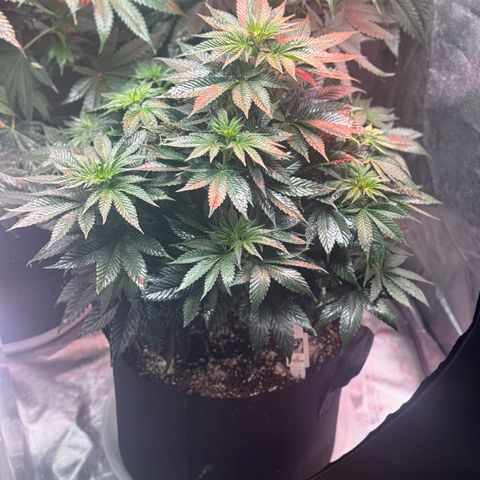 OG Kush x1 Thrist Trap x2 growlog photo: Uploads from the start of the grow